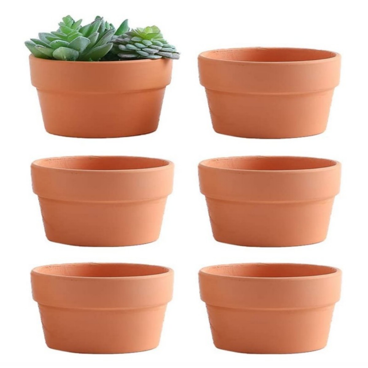 Cactus Mix Pot - 6 buah pot terakota Buld 3.5