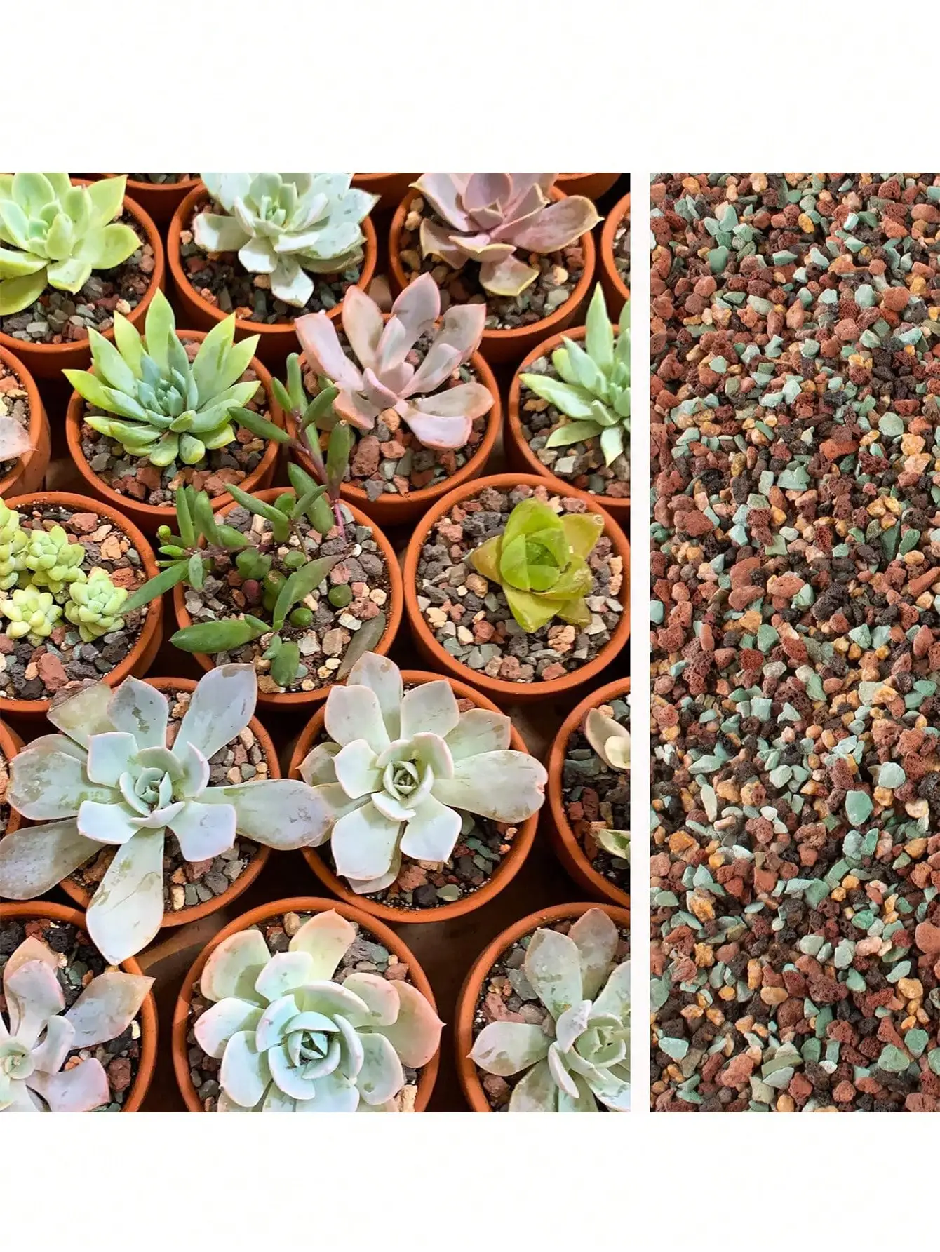 Cactus Mix Pot - Campuran Batu Lava Hortikultura, Kerikil, Batu
