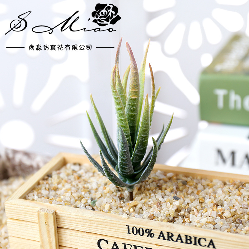 Succulent Arrangement Mini - Wusmart Ban Ma Lu Hui Tanaman