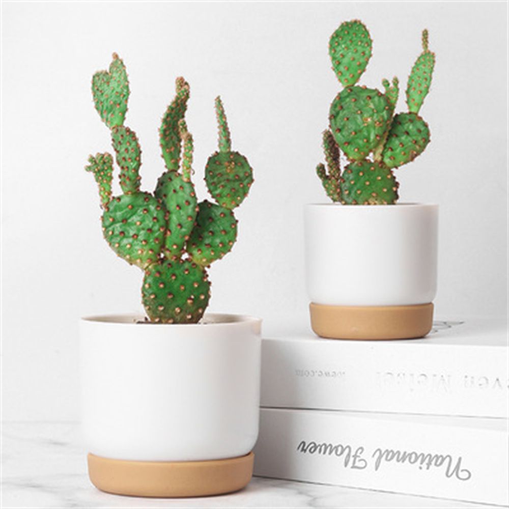 Pot Bunga Penyiraman Otomatis  - Cactus Mix Pot ulasan dan harga