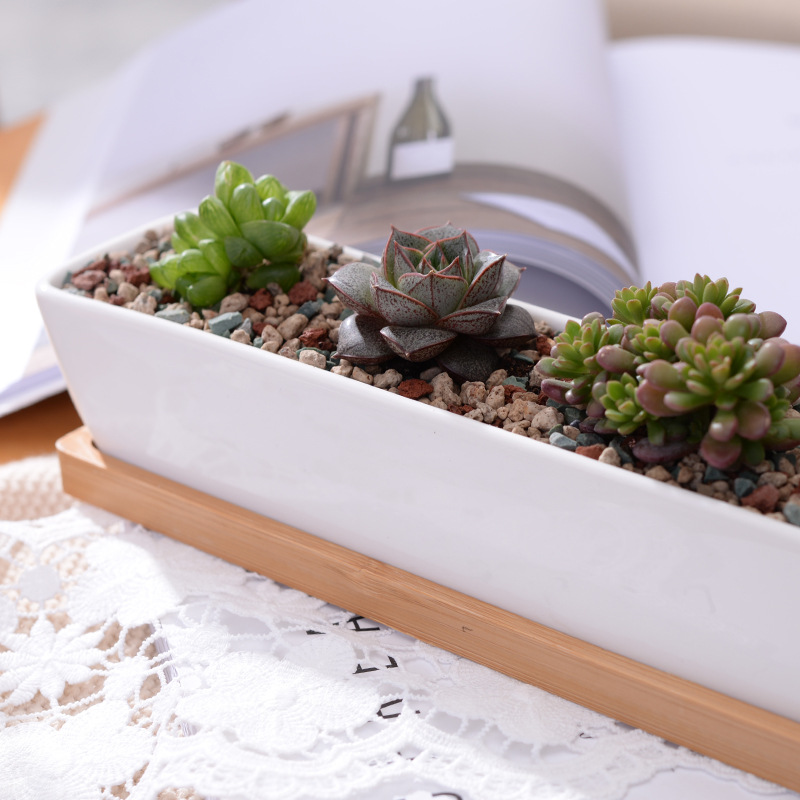 Pot Tanaman Sukulen Keramik Pu - Cactus Mix Pot ulasan dan harga