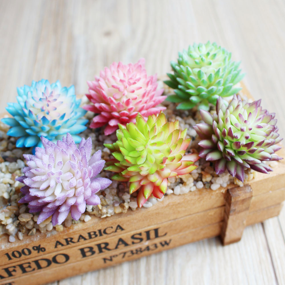 Tanaman sekering sukulen buata - Succulent Arrangement Mini ulasan dan harga