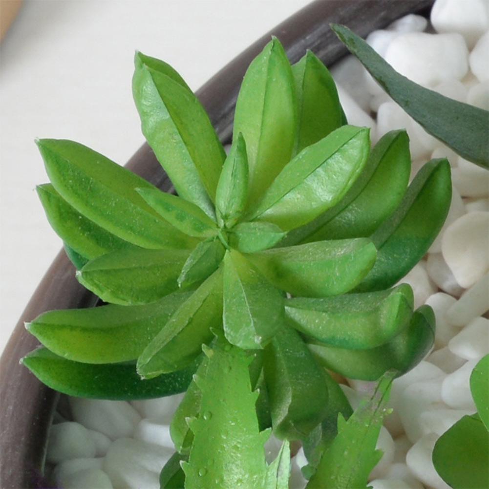 Rangkaian Sukulen Bergaya Mini - Succulent Arrangement Mini ulasan dan harga