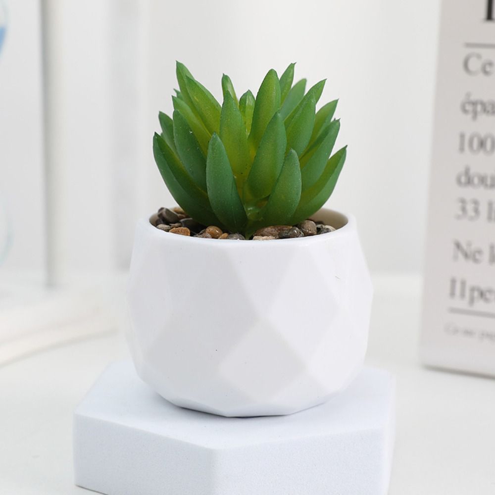 Simulasi Tanaman Kaktus Sukule - Cactus Mix Pot ulasan dan harga