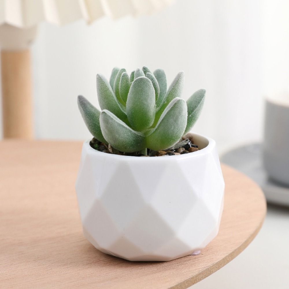 Simulasi Tanaman Kaktus Sukule - Cactus Mix Pot ulasan dan harga