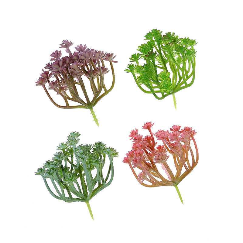 Wusmart Xian Ren Ke tanaman su - Succulent Arrangement Mini ulasan dan harga