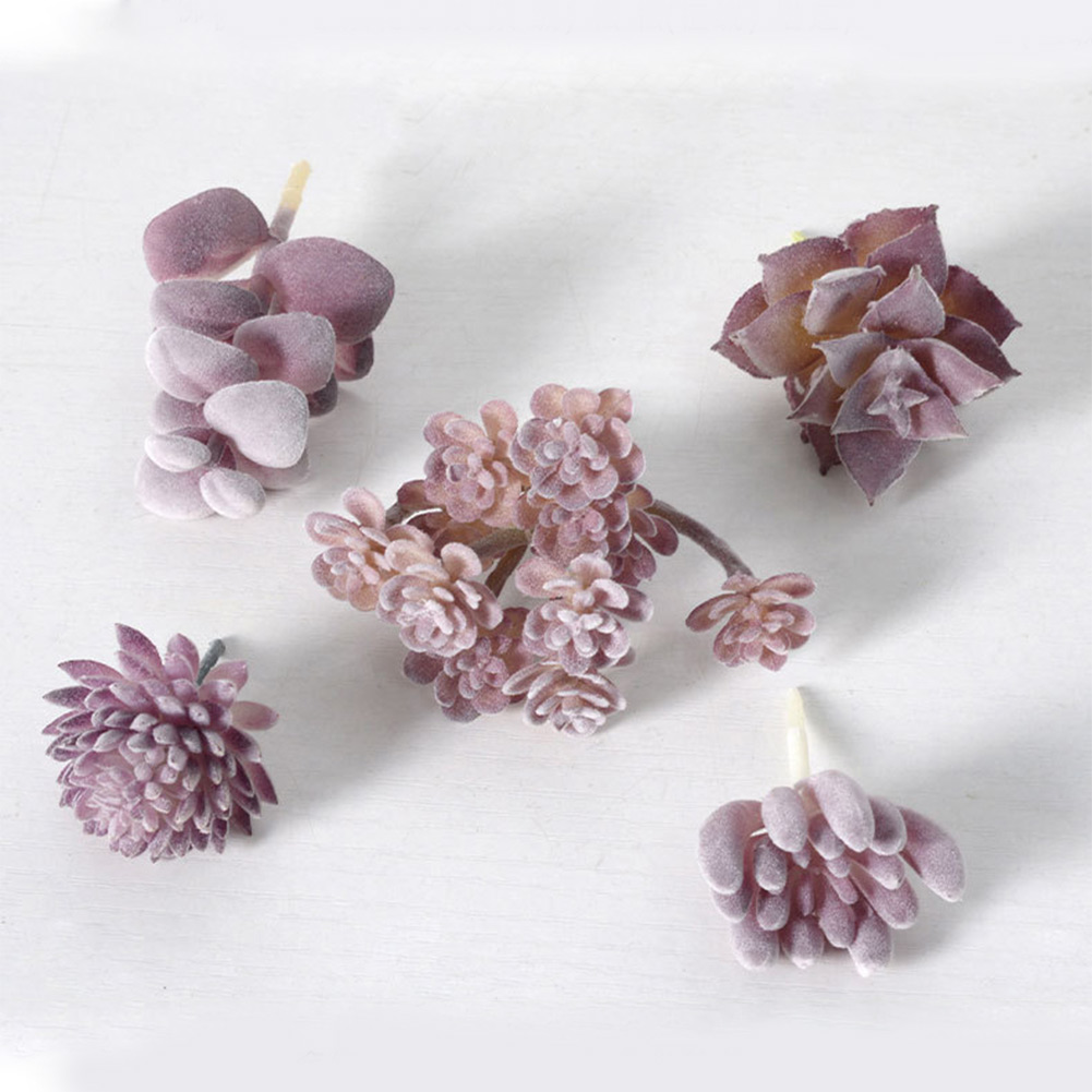 Pot Tanaman Sukulen Bulat Cant - Succulent Arrangement Mini ulasan dan harga