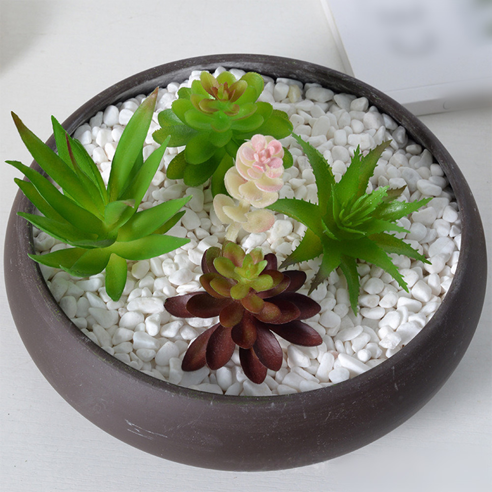 Perlengkapan Fotografi Ramah P - Succulent Arrangement Mini ulasan dan harga