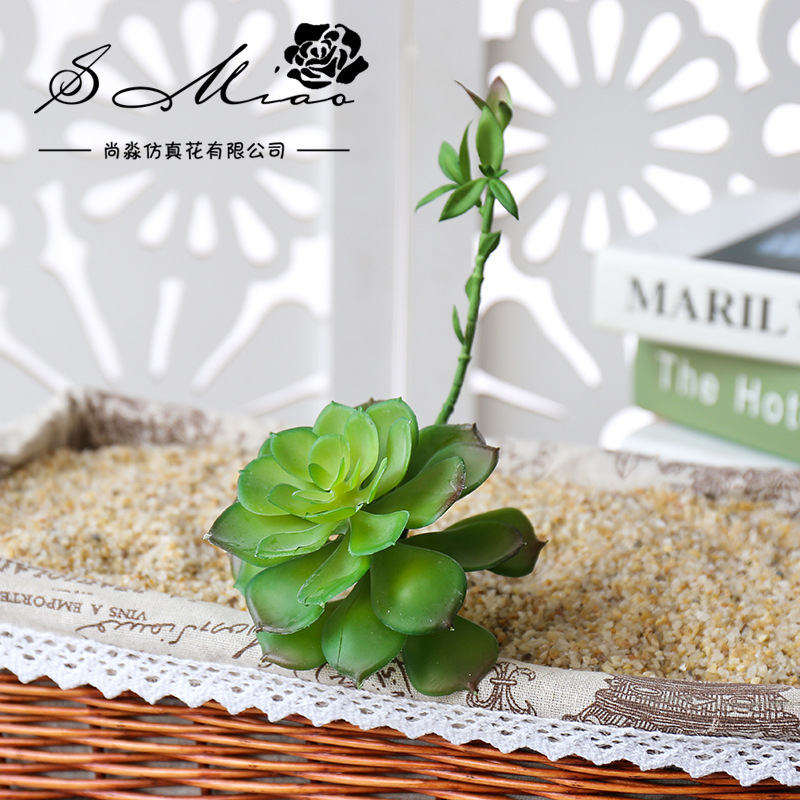 Wusmart Shi Lian tanaman sukul - Succulent Arrangement Mini ulasan dan harga