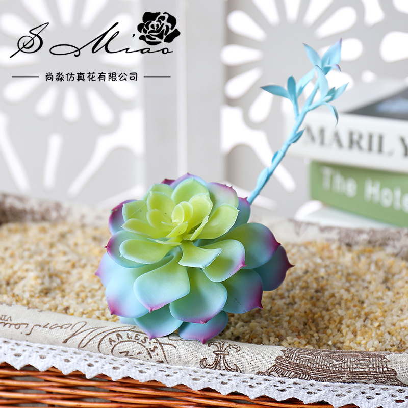 Wusmart Shi Lian tanaman sukul - Succulent Arrangement Mini ulasan dan harga
