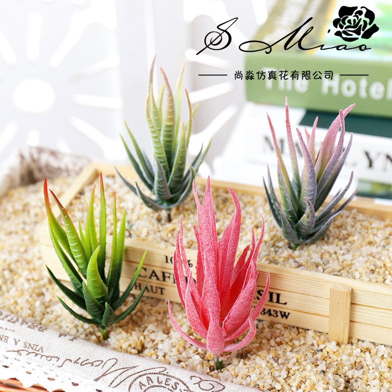 Wusmart Ban Ma Lu Hui Tanaman  - Succulent Arrangement Mini ulasan dan harga