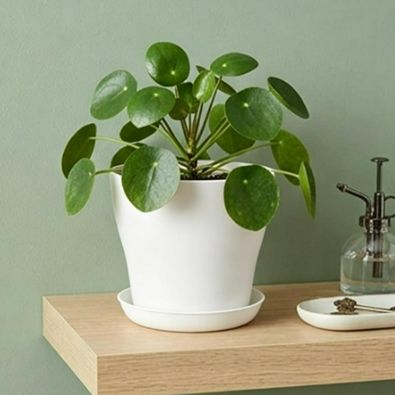 Set Pot Tanaman dengan Lubang  - Cactus Mix Pot ulasan dan harga